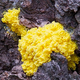 Illustration for article titled Heres Why Both Your Cat and Your Slime Molds Go Crazy for Valerian Root